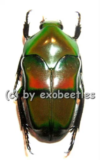 Ischiopsopha bifasciata ( 25 – 29 ) A2