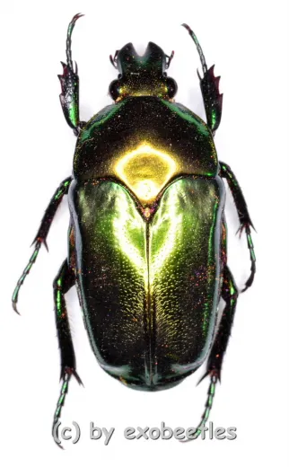 Ischiopsopha ceramensis ( 20 – 29 )