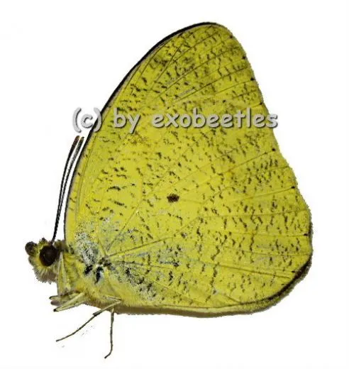 Ixias pyrene verna