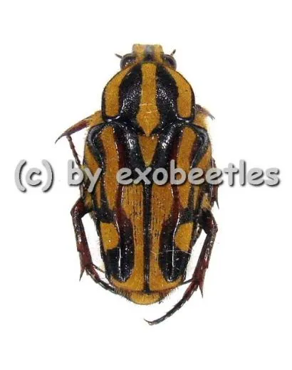 Ixorida ( Mecinonota ) fraterna