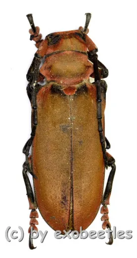 Joessi sanguinolenta ( 35 – 49 )