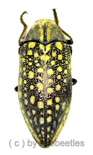 Julodis faldermanni ( 30 – 34 )