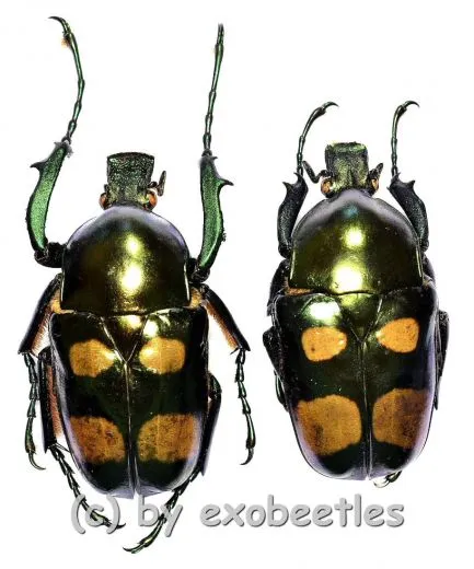 Jumnos ruckeri ssp.tonkinensis ( M 50 – 54 )
