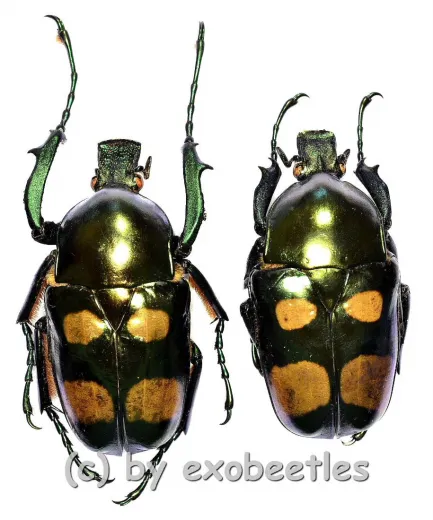 Jumnos ruckeri ssp.tonkinensis ( M 35 – 39 )