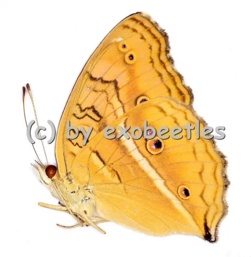 Junonia almana almana