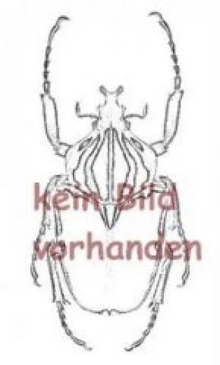 Analleucosma spec. ( 10 – 14 )