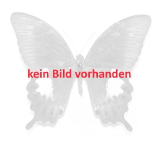 30 x Sphingidae ( unbestimmt mit Fangdaten )