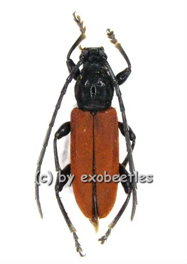 Lachnopterus socius ( 15 - 19 )