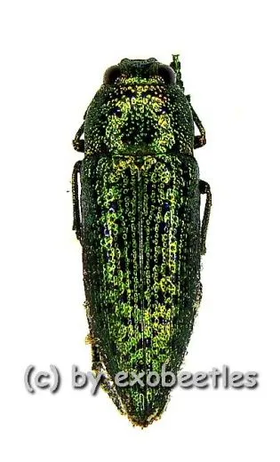 Lampetis punctatissima ( 20 – 24 )