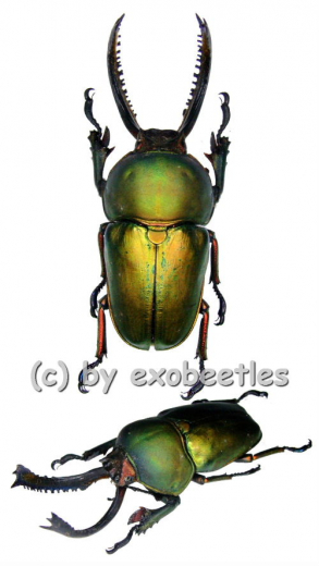 Lamprima adolphinae ( 40 – 44 )