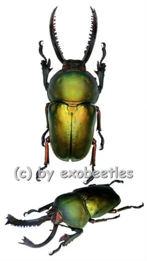 Lamprima adolphinae