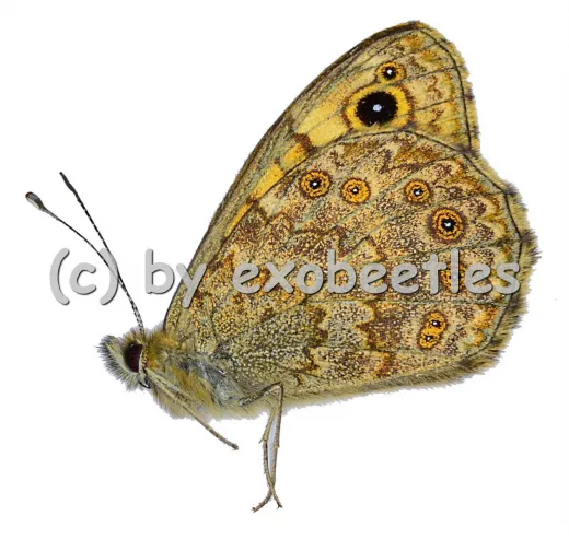 Lasiommata megera