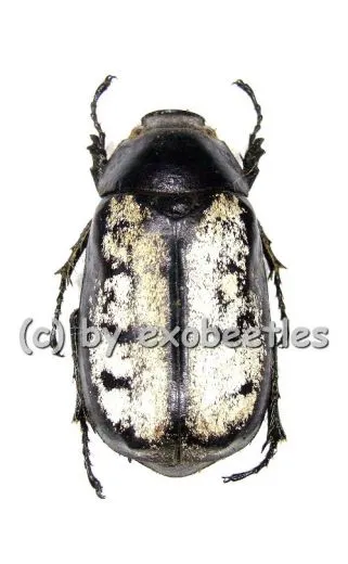 2 x Lepidoderma setifrons A2
