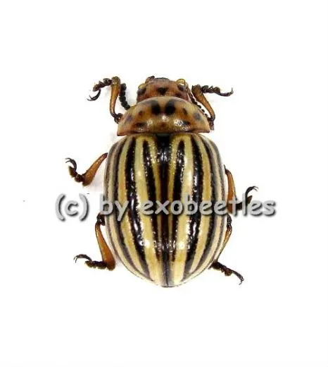 Leptinotarsa decemlineata ( Kartoffelkäfer )
