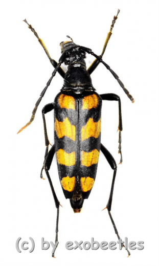 Leptura quadrifasciata ( 20 – 24 )