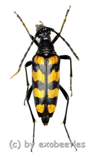Leptura quadrifasciata ( 20 – 24 )
