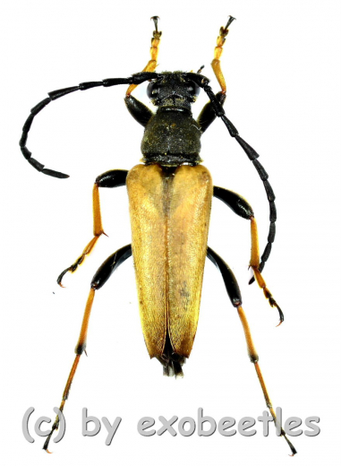 Leptura rubra ( 20 – 24 )