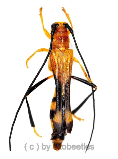 Leuconitocris patricia ( 25 – 29 ) A2