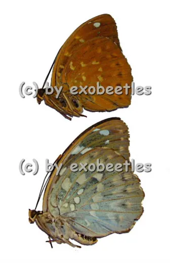 Lexias pardalis jadeitina