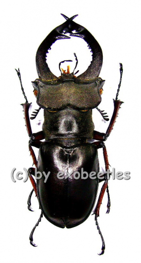 Lucanus fairmairei ( 50 – 54 )
