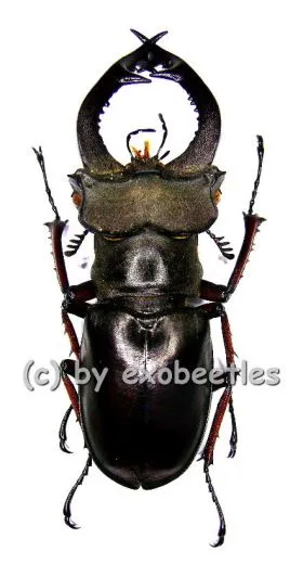 5 x Lucanus fairmairei ( 50 - 54 )
