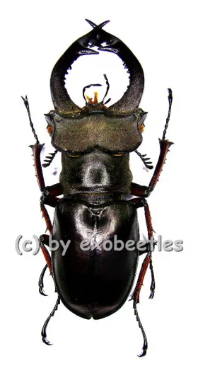 Lucanus fairmairei ( 50 – 54 )