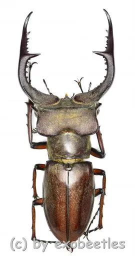 Lucanus formosus ( syno. L.cyclommatoides ) ( 45 – 49 )