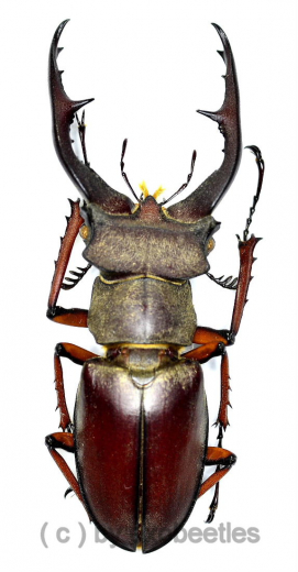 Lucanus gravidus ( 40 – 44 )