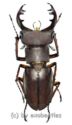 Lucanus kirchneri ( 40 – 44 ) A2