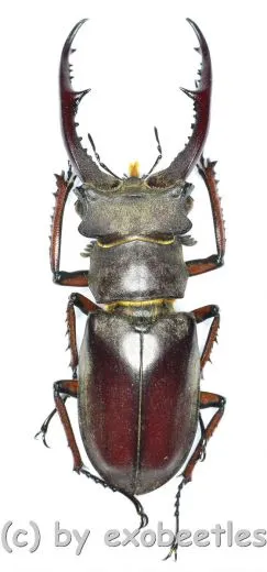 Lucanus kraatzi giangae ( 45 - 49 )