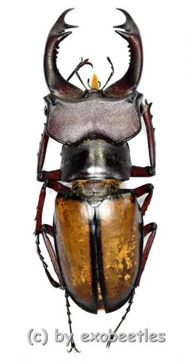 Lucanus laetus ( 35 – 39 )