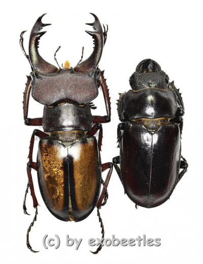 Lucanus laetus ( M 40 – 44 ) A2