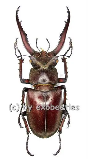 Lucanus laminifer vitalisi ( 65 – 69 ) A2