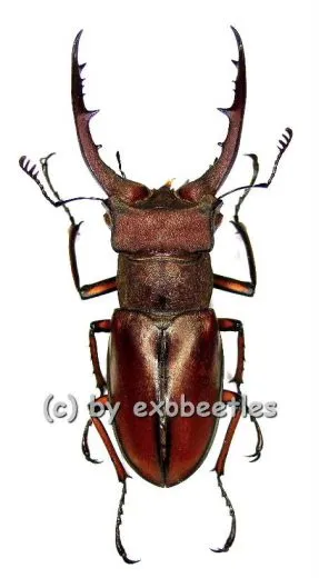 Lucanus luci ( 50 – 54 )