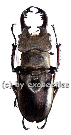 Lucanus maculifemoratus boileaui ( 40 - 44 )