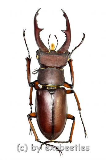 Lucanus marazziorum ( 35 – 39 )