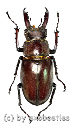 Lucanus ngheanus phuongi ( 30 – 34 )