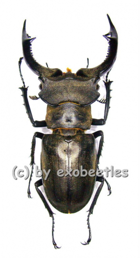 Lucanus nobilis ( 55 – 59 )