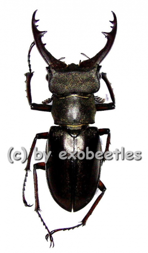 Lucanus pulchellus ( 30 – 34 )