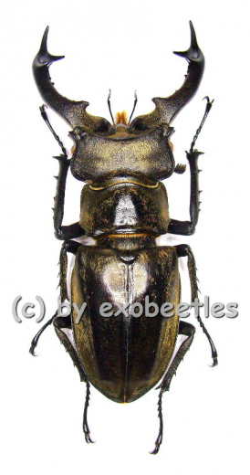 Lucanus sericeus sericeus ( 50 – 59 ) A2