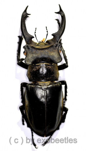Lucanus sericeus xieyucan ( 65 – 69 )