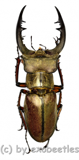 Lucanus tsukamotoi ( 40 – 44 )
