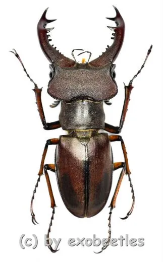 5 x Lucanus wuyishanensis