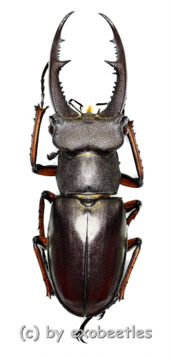 Lucanus zhuxiangi ( 45 – 49 )