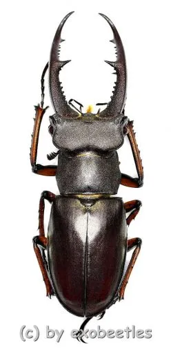 Lucanus zhuxiangi ( 55 – 59 )