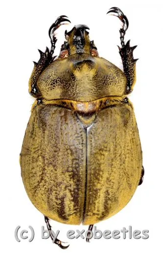 Lycomedes buckleyi ( 30 – 34 )
