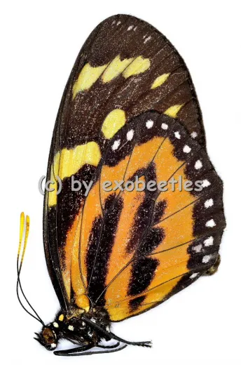 Lycorea ceres