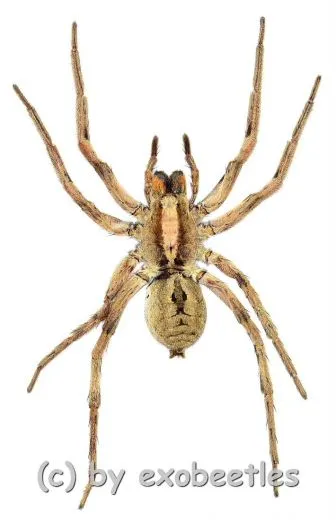 Lycosidae spec. ( Wolfsspinne )