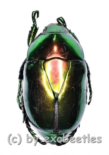 Macraspis chrysis ( 20 – 29 ) A2