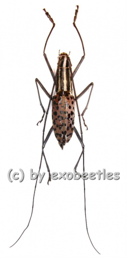 Macrochenus isabellinus aurivillius ( 20 - 24 )